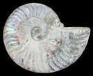 Silver Iridescent Ammonite - Madagascar #54887-1